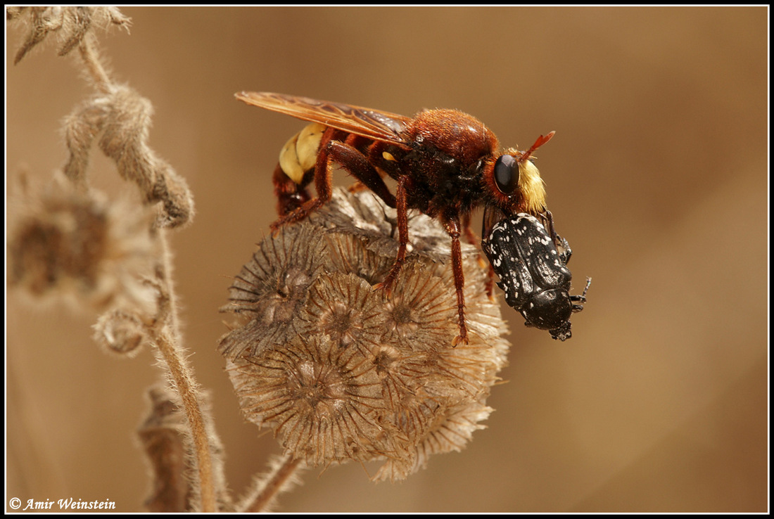 Laphria dizonias